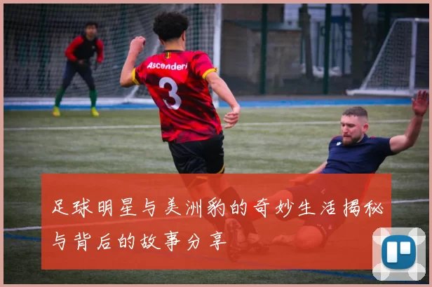 足球明星与美洲豹的奇妙生活揭秘与背后的故事分享